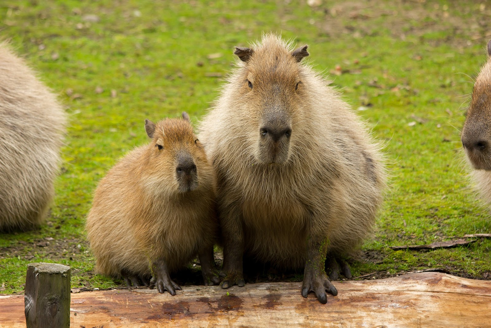 Capybaras: Friendly Giants of the Rodent Community - AZPetVet