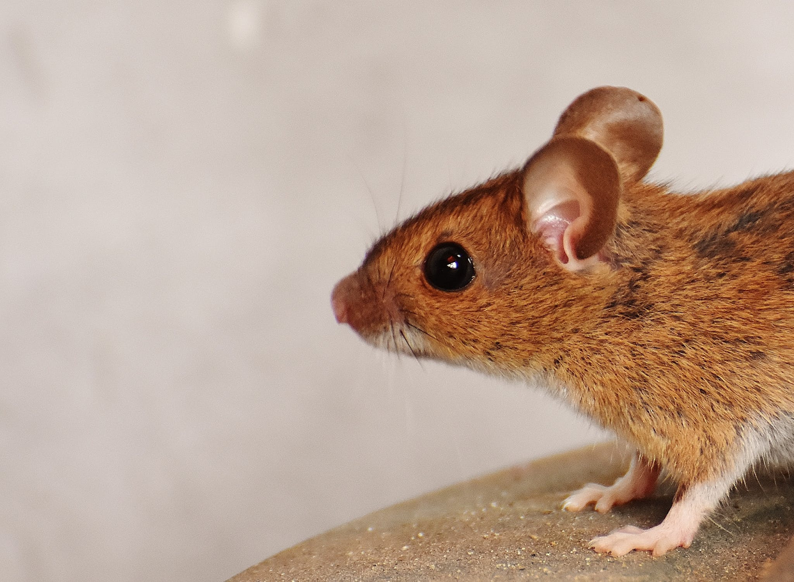 Mice Parental Exercise May Positively Impact Offsprings’ Health
