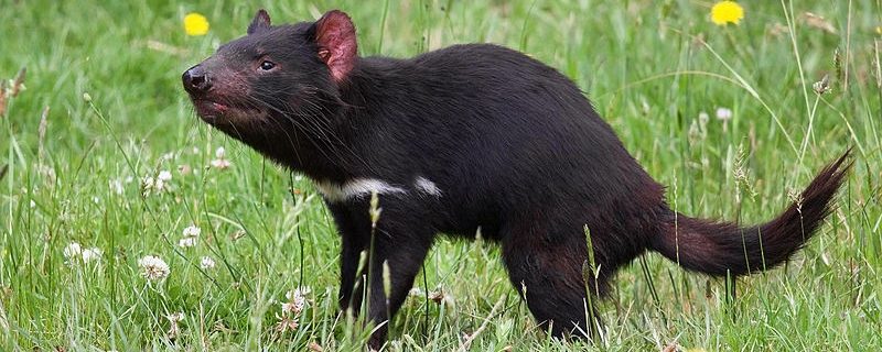What’s Killing the Tasmanian Devils? And What’s Saving Them?