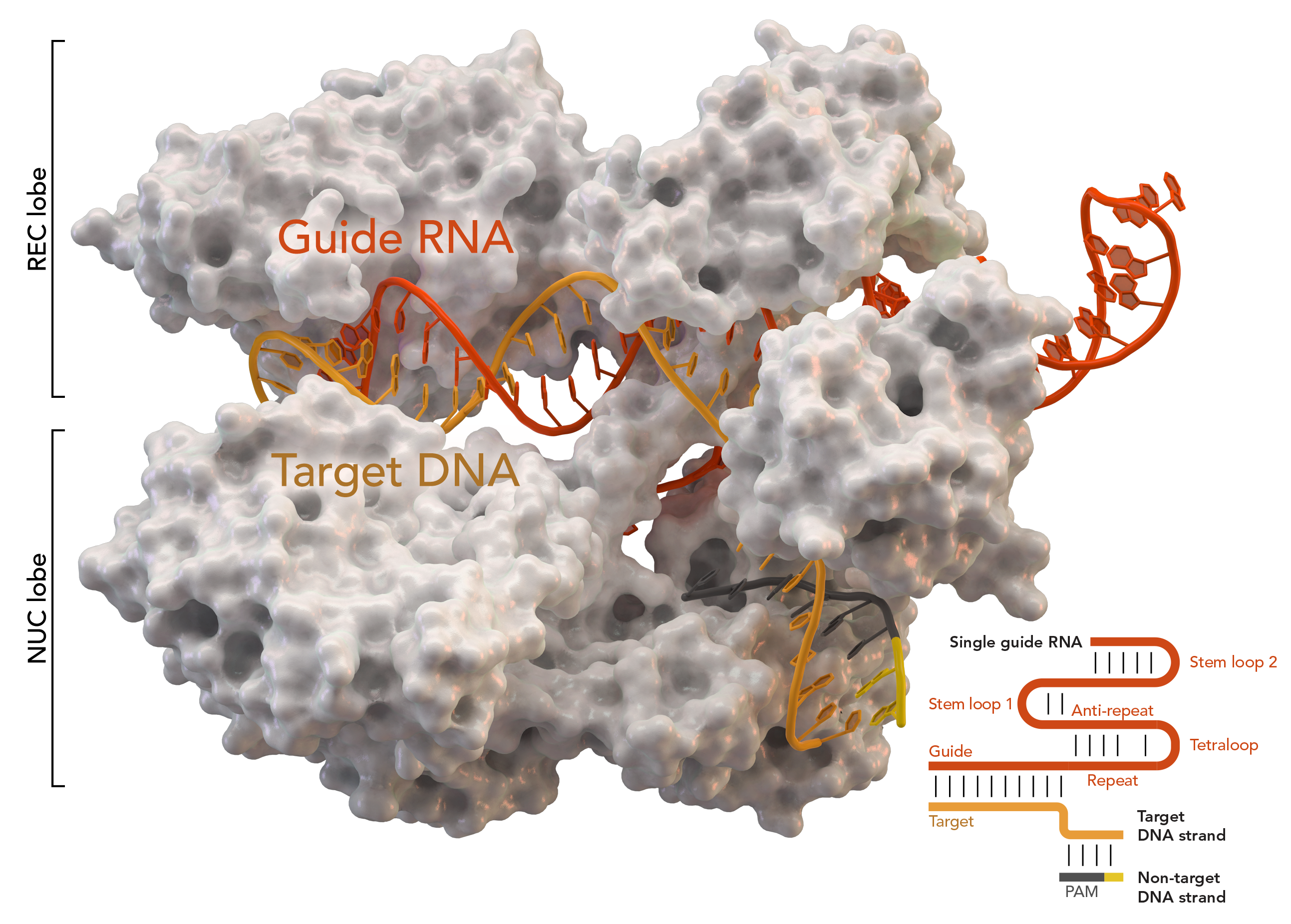 Finding Its Target: How CRISPR Cas9 “Reads” DNA